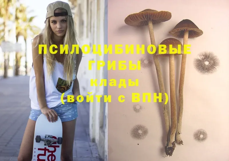 omg зеркало  Ардон  Псилоцибиновые грибы Psilocybine cubensis 